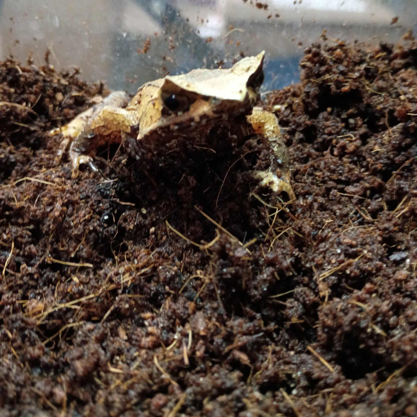 Megophrys montana (Javan Horned Frog)