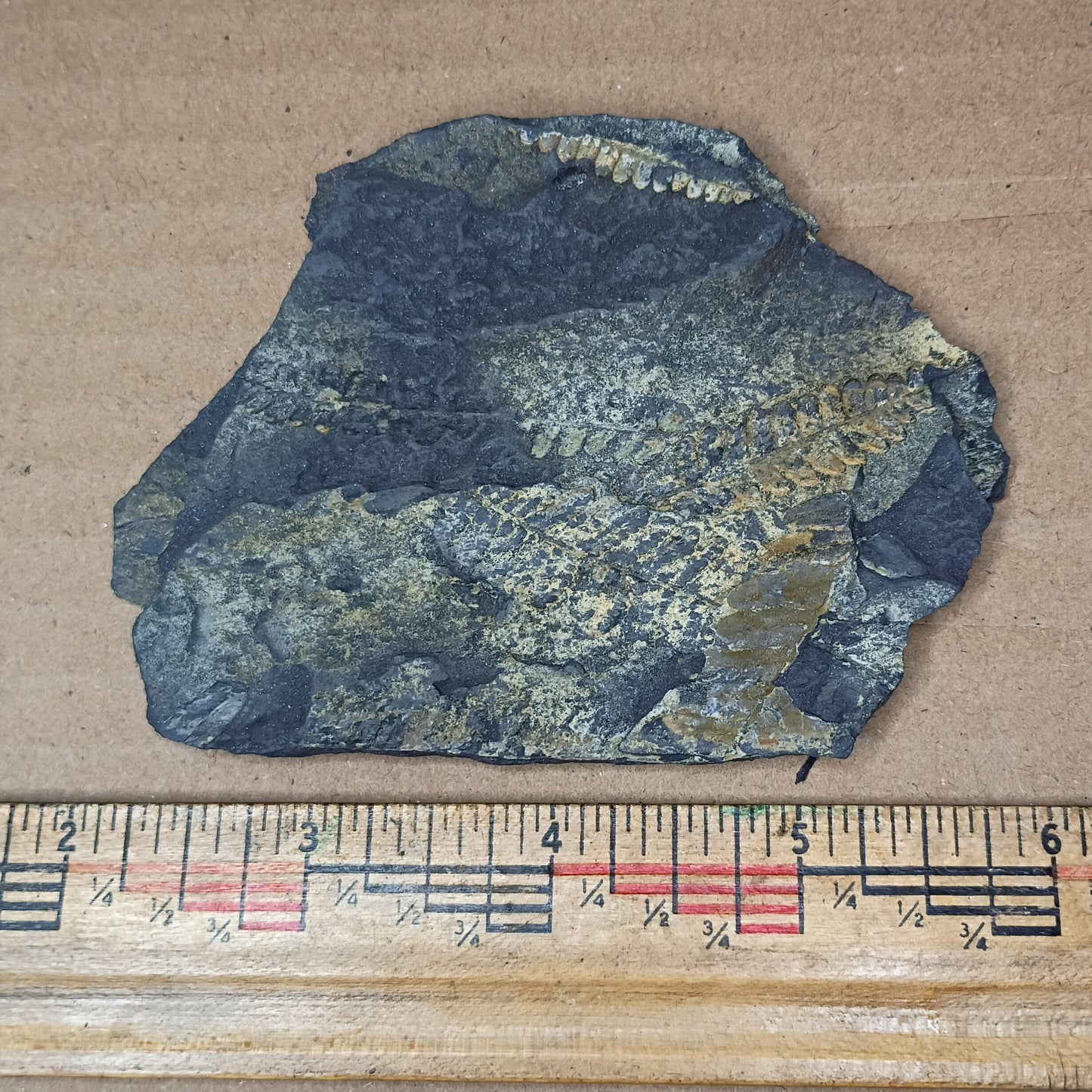 Pennsylvanian Fern Fossil #9-061