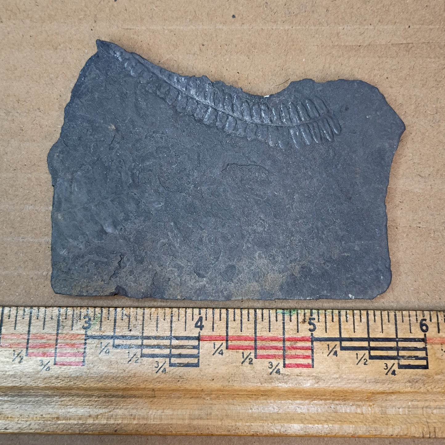 Pennsylvanian Fern Fossil #9-062