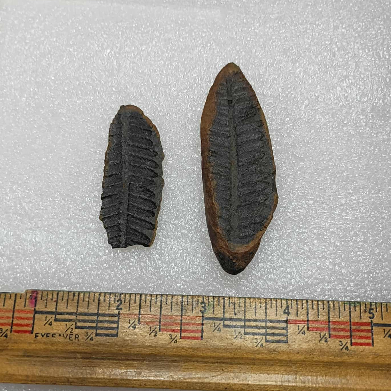 Mazon Fossil fern pair for sale