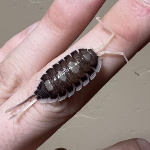 Porcellio succinctus