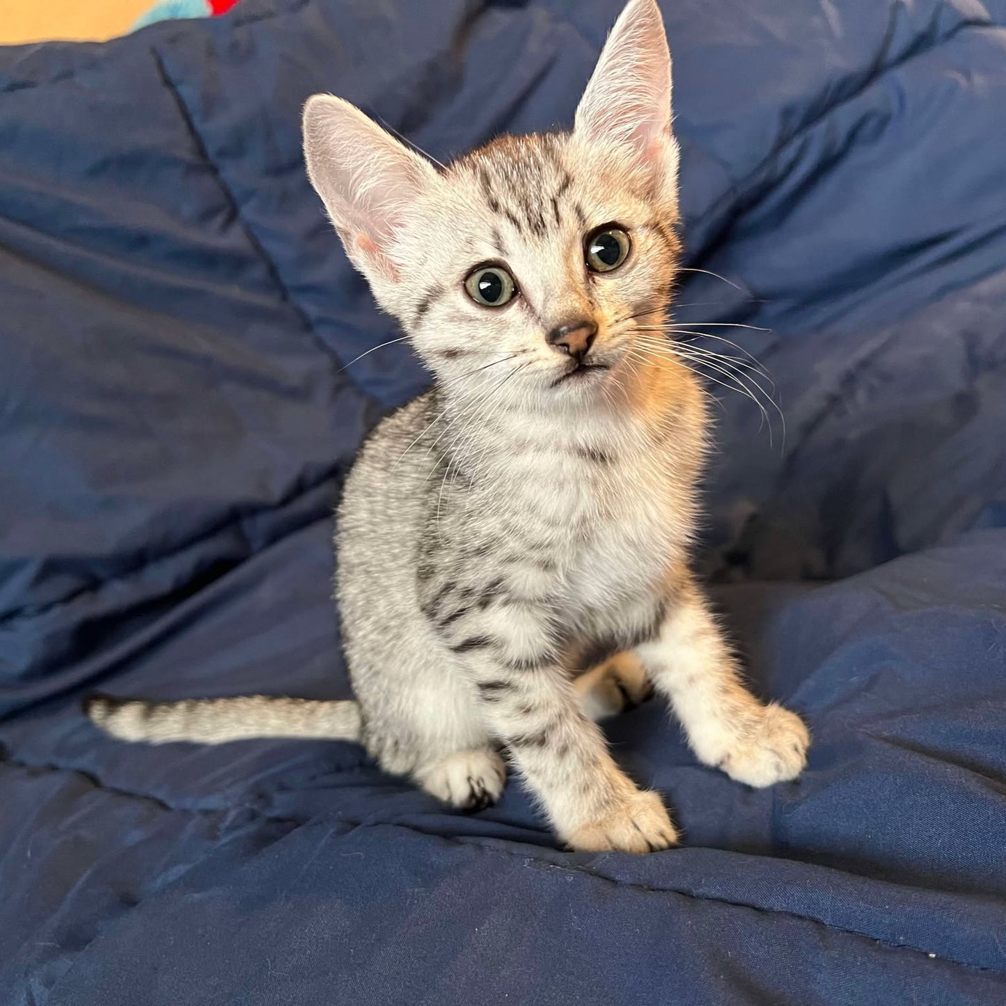 Egyptian mau 12 week old kitten
