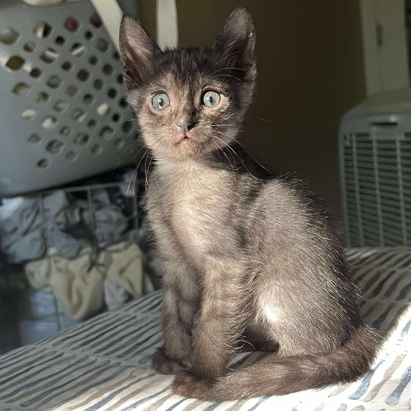 Smoke egyptian mau kitten