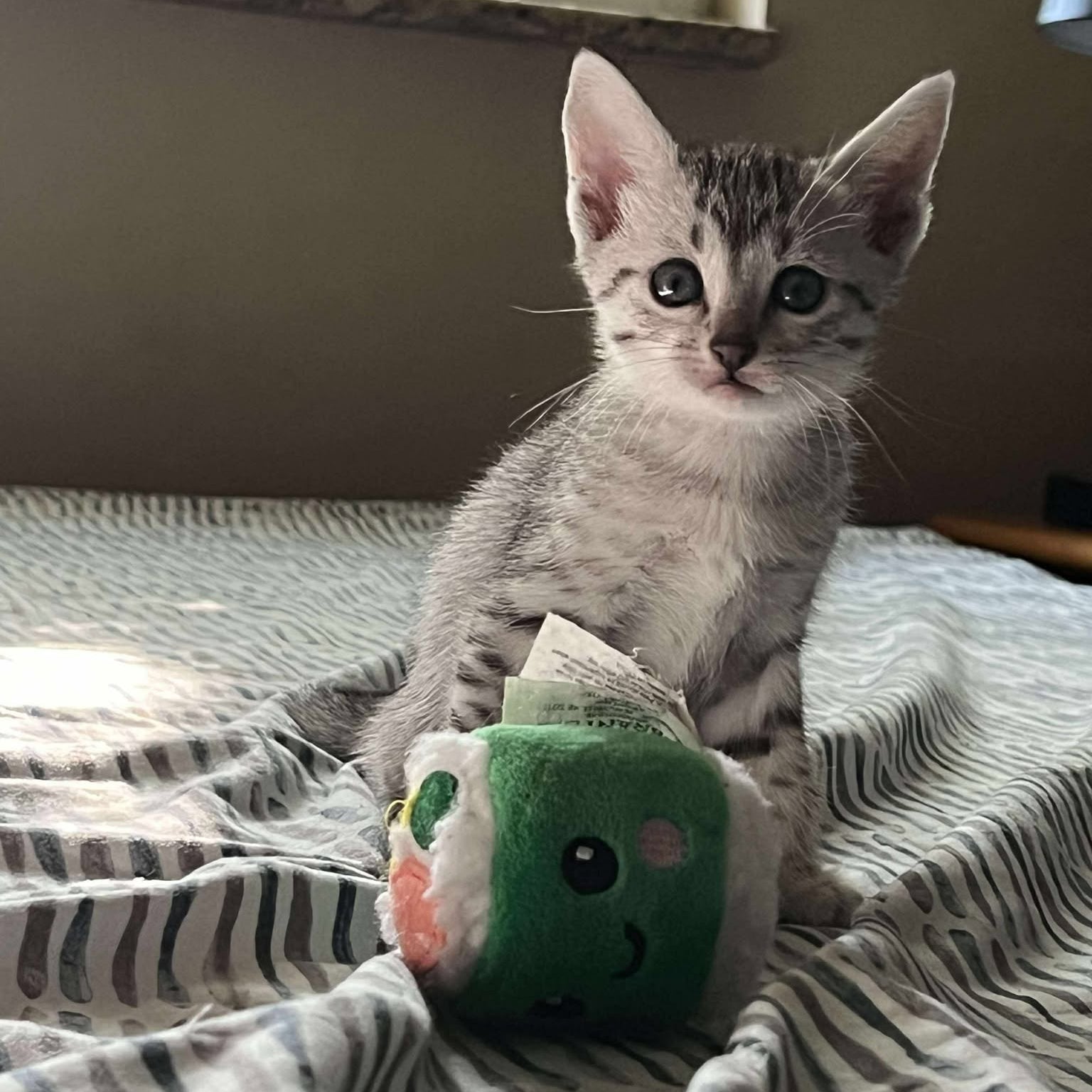 Silver EGyptian Mau Kitten with her toy