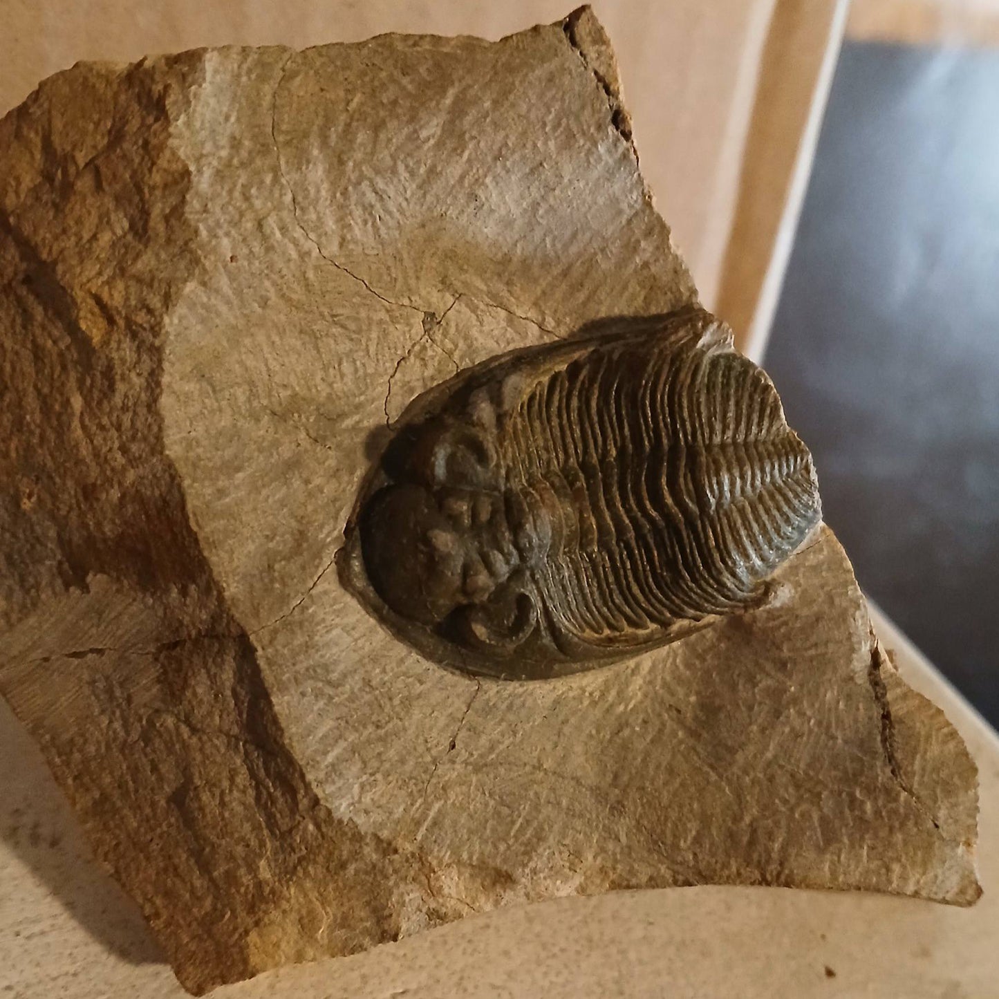 Zlichovaspis rugosa - Morrocan trilobite fossil #6-008