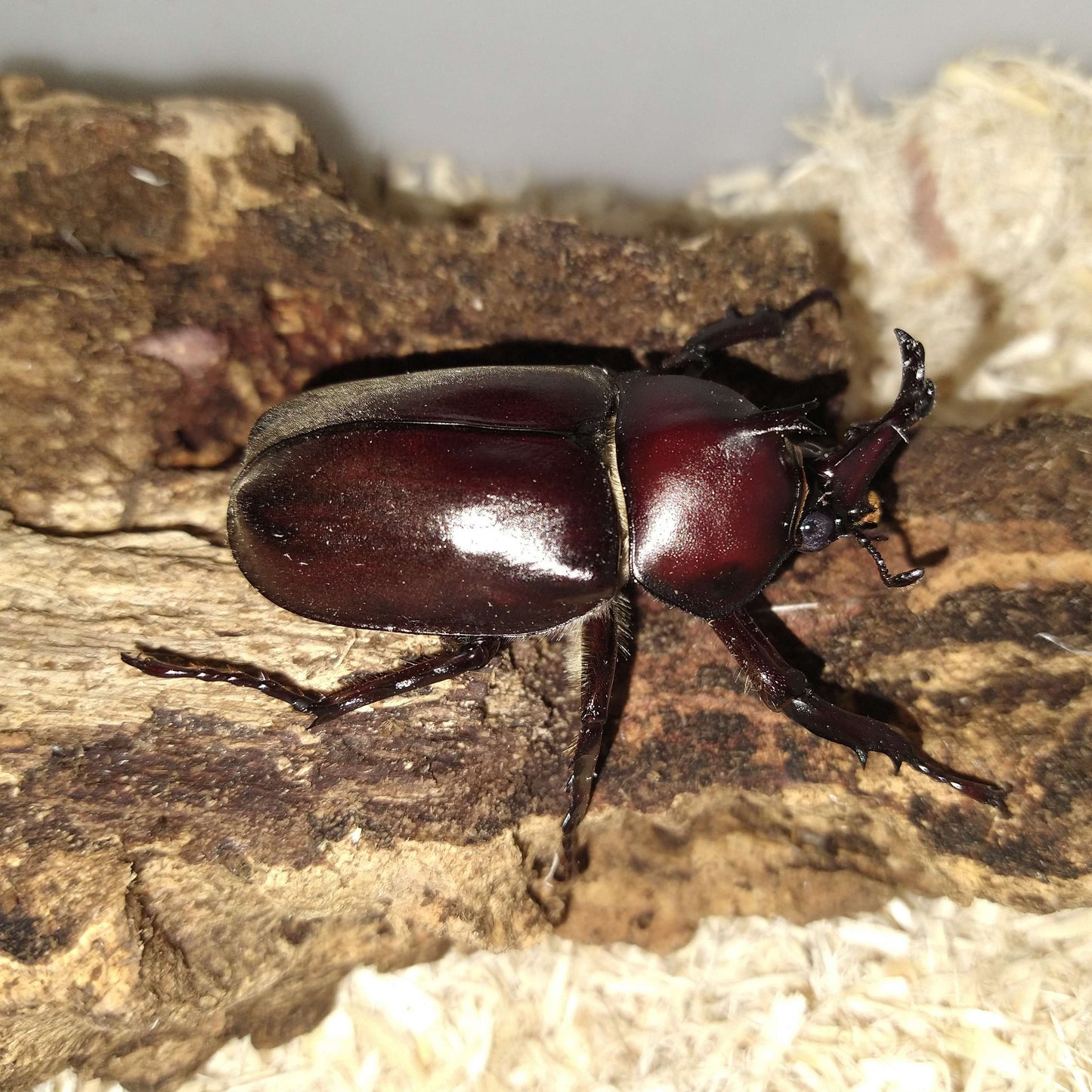 Allomyrina dichotoma tsunobosonus - Larvae