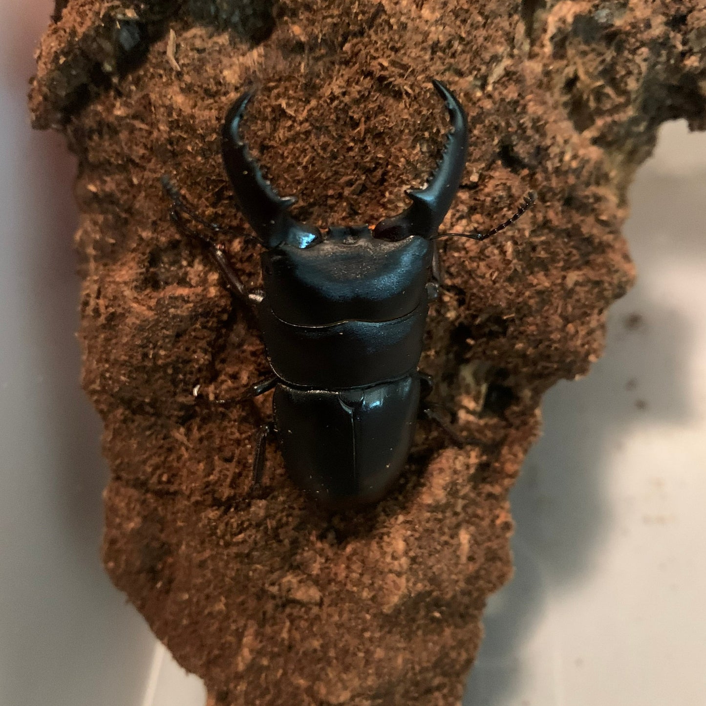 Dorcus titanus sika - Adults