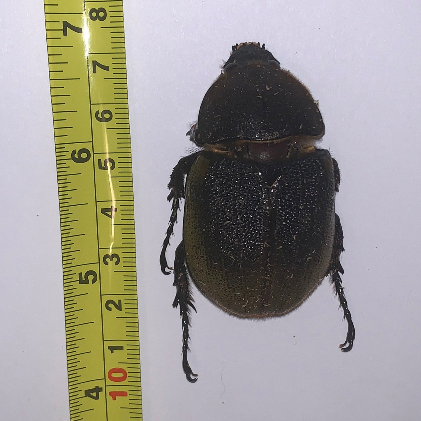 Dynastes hercules hercules - Specimen