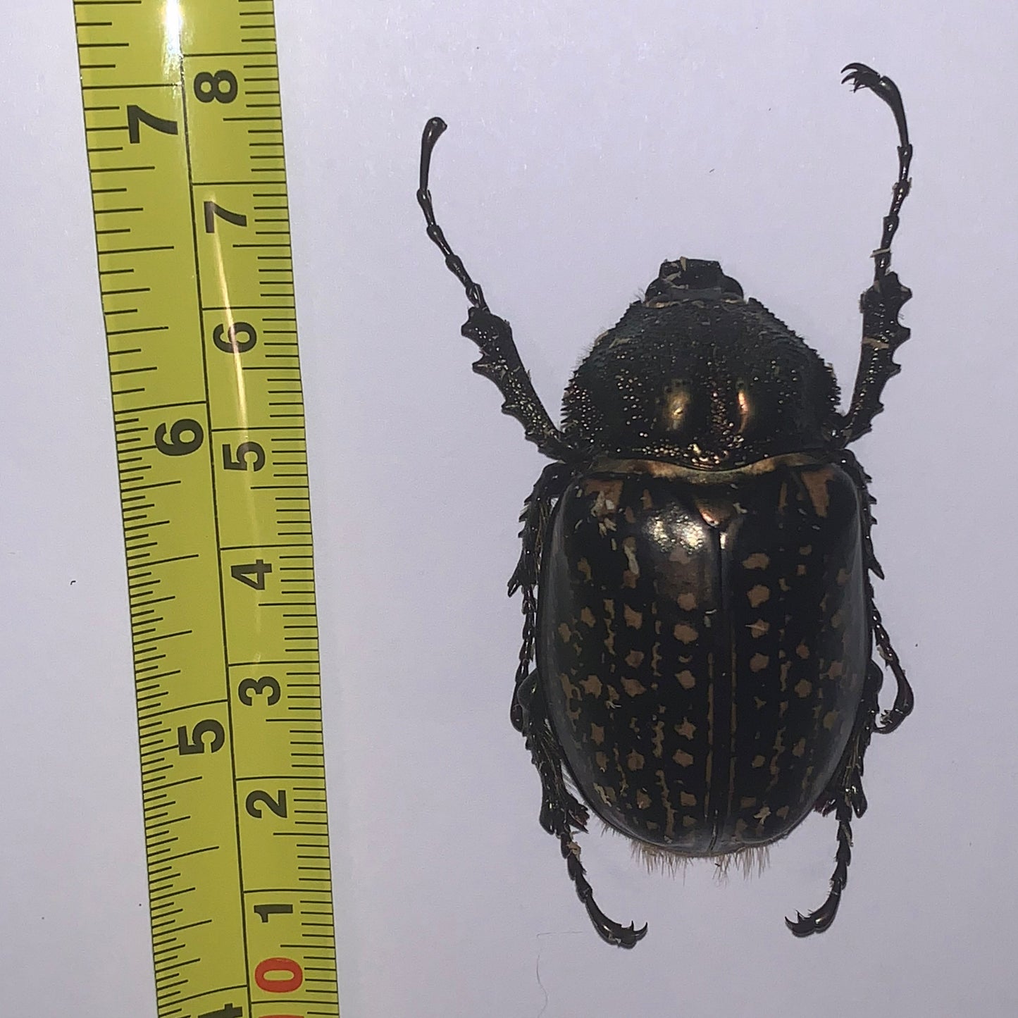 Cheirotonus gestroi - Specimen