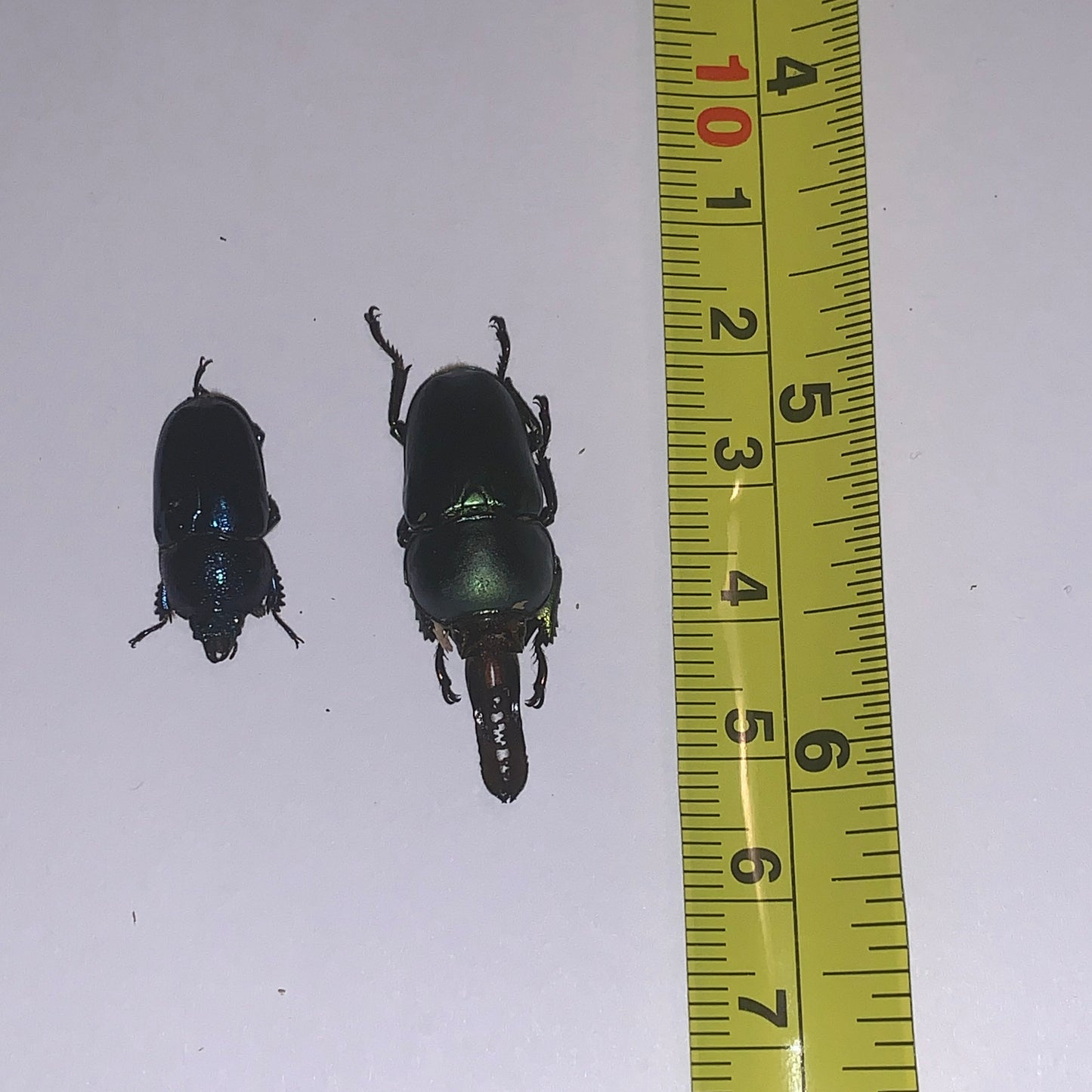 Lamprima adolphinae - Specimen