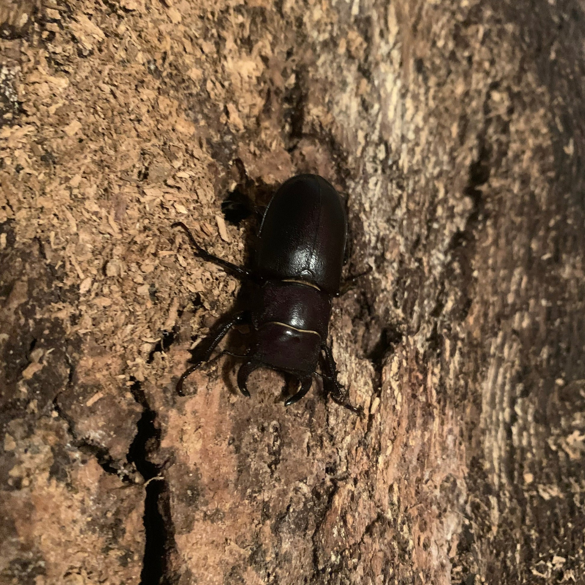 Cottonwood stag beetle