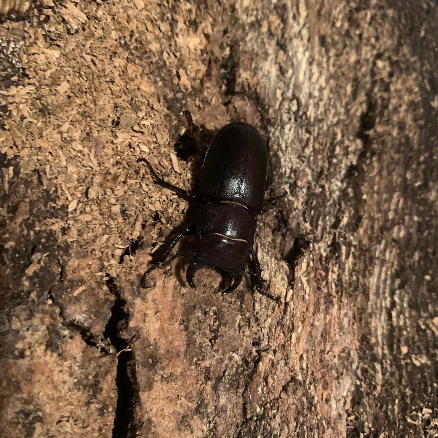 Lucanus mazama (Cottonwood Stag Beetle) - Larvae