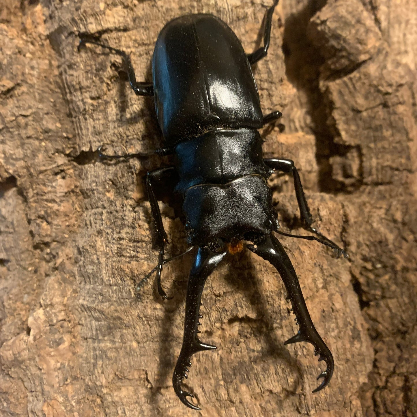 Prosopocoilus giraffa (Giraffe Stag Beetle) - Adults