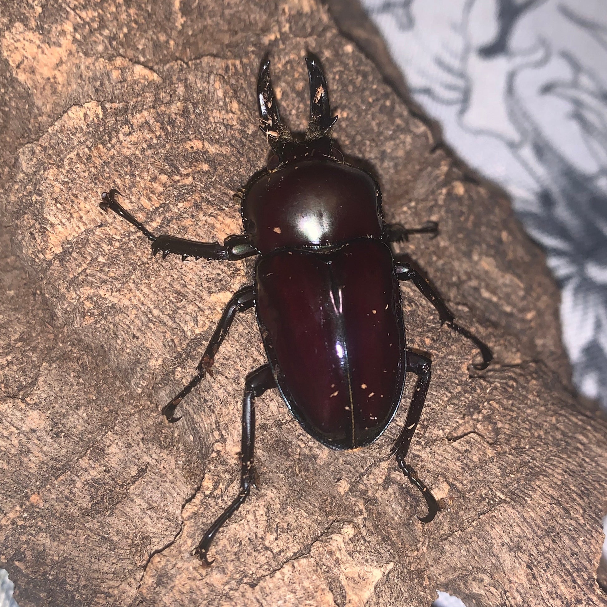 Purple rainbow stag beetle