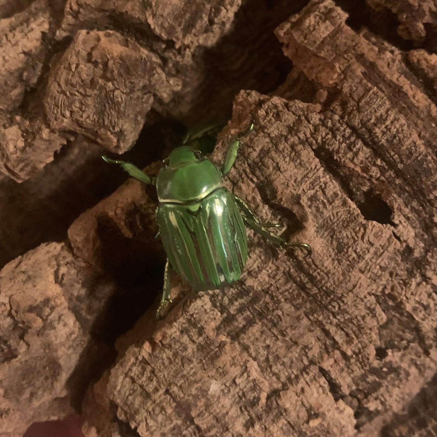 Chrysina gloriosa - Adults