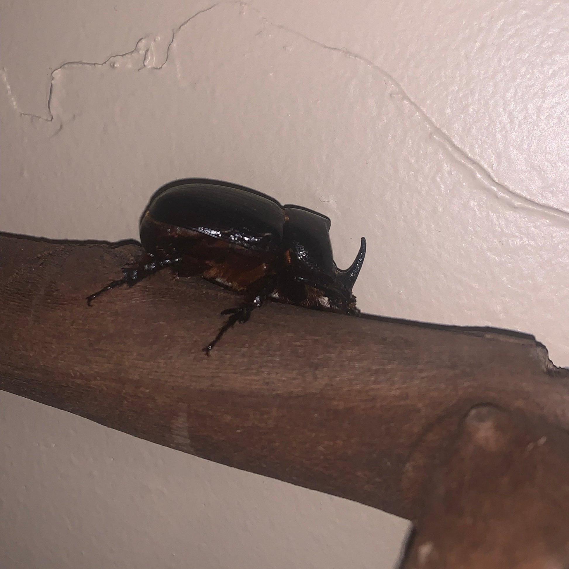 Western rhinoceros beetle male