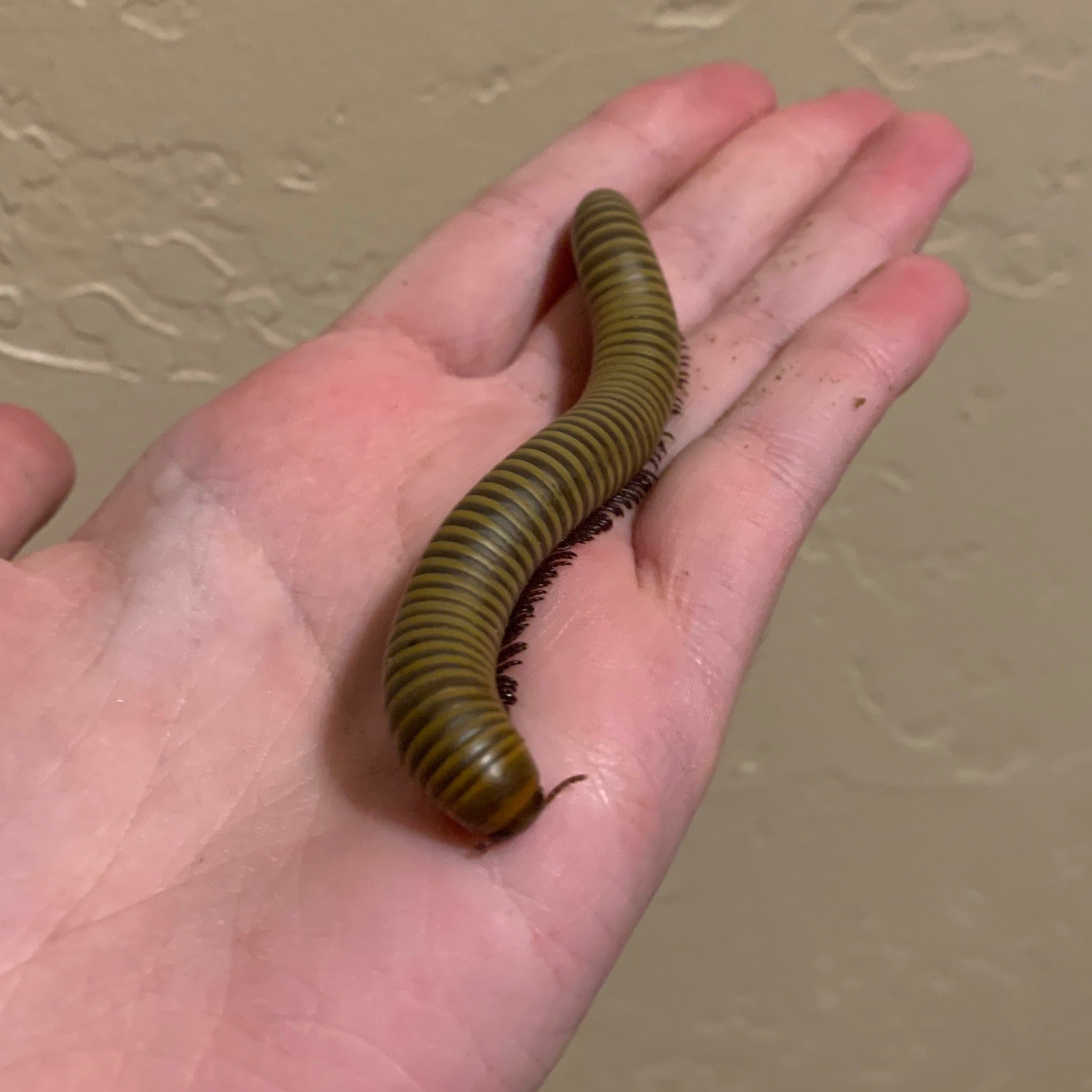 Narceus gordanus (Smokey Oak Millipede) – Gallegos Zoological