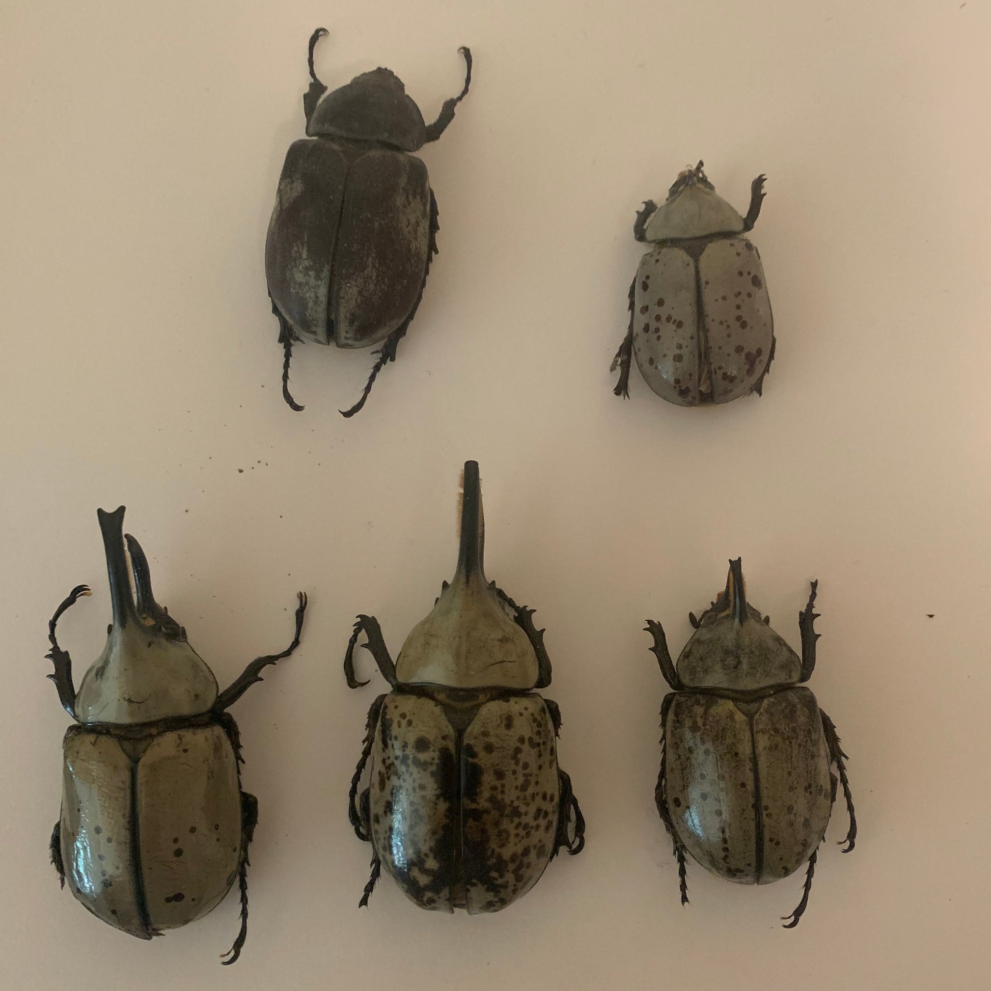 Dynastes grantii dried specimens