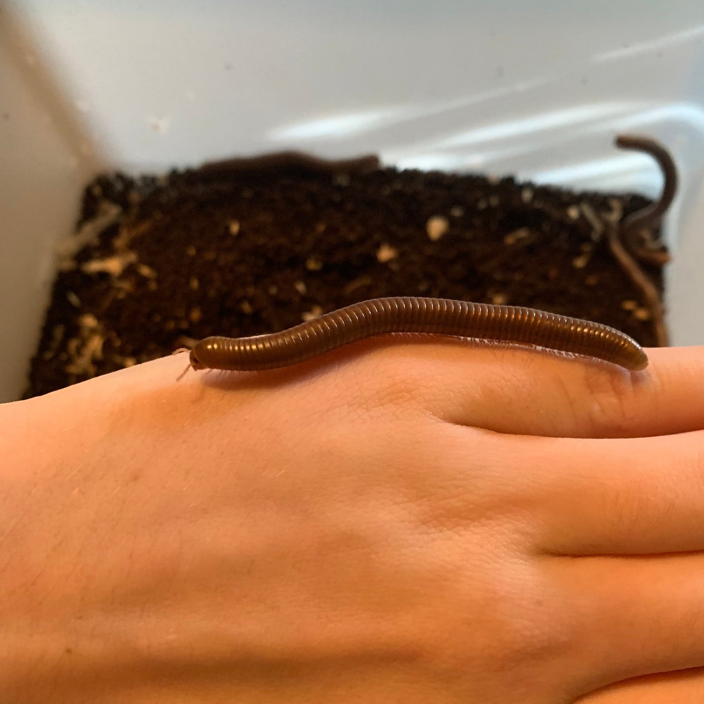Olive banded millipede