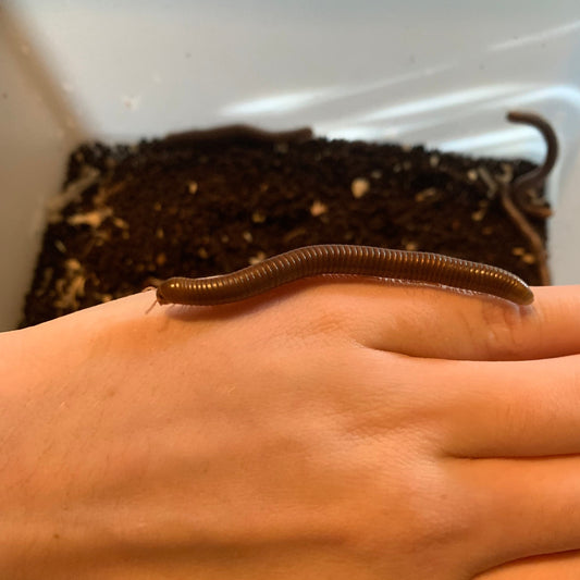 Olive banded millipede