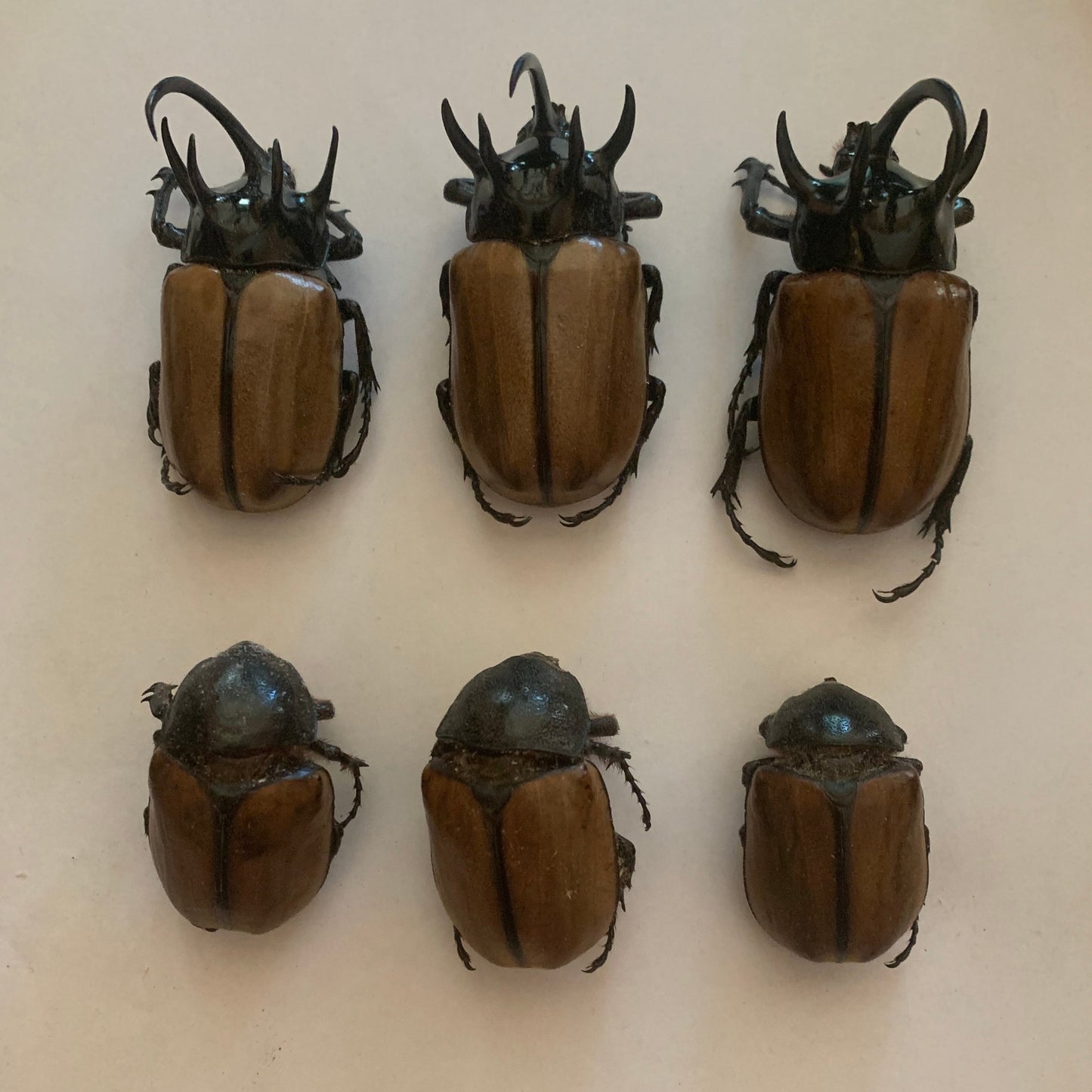 Eupatorus gracilicornis - Specimens