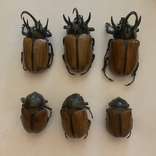 Eupatorus gracilicornis - Specimens