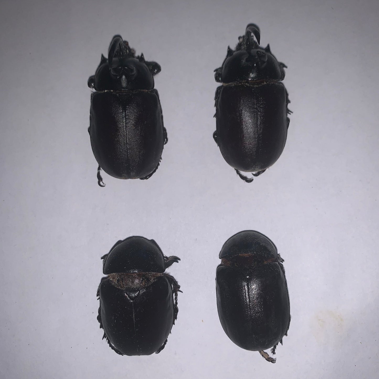 Eupatorus birmanicus - Specimens