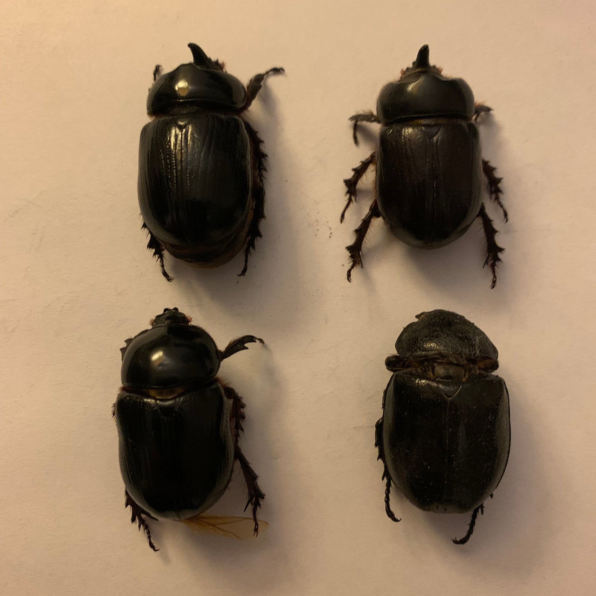 Xyloryctes thestalus dried specimens