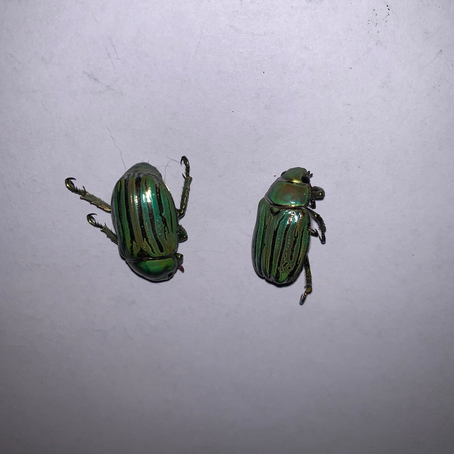 Chrysina gloriosa - Specimens