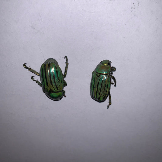 Chrysina gloriosa - Specimens