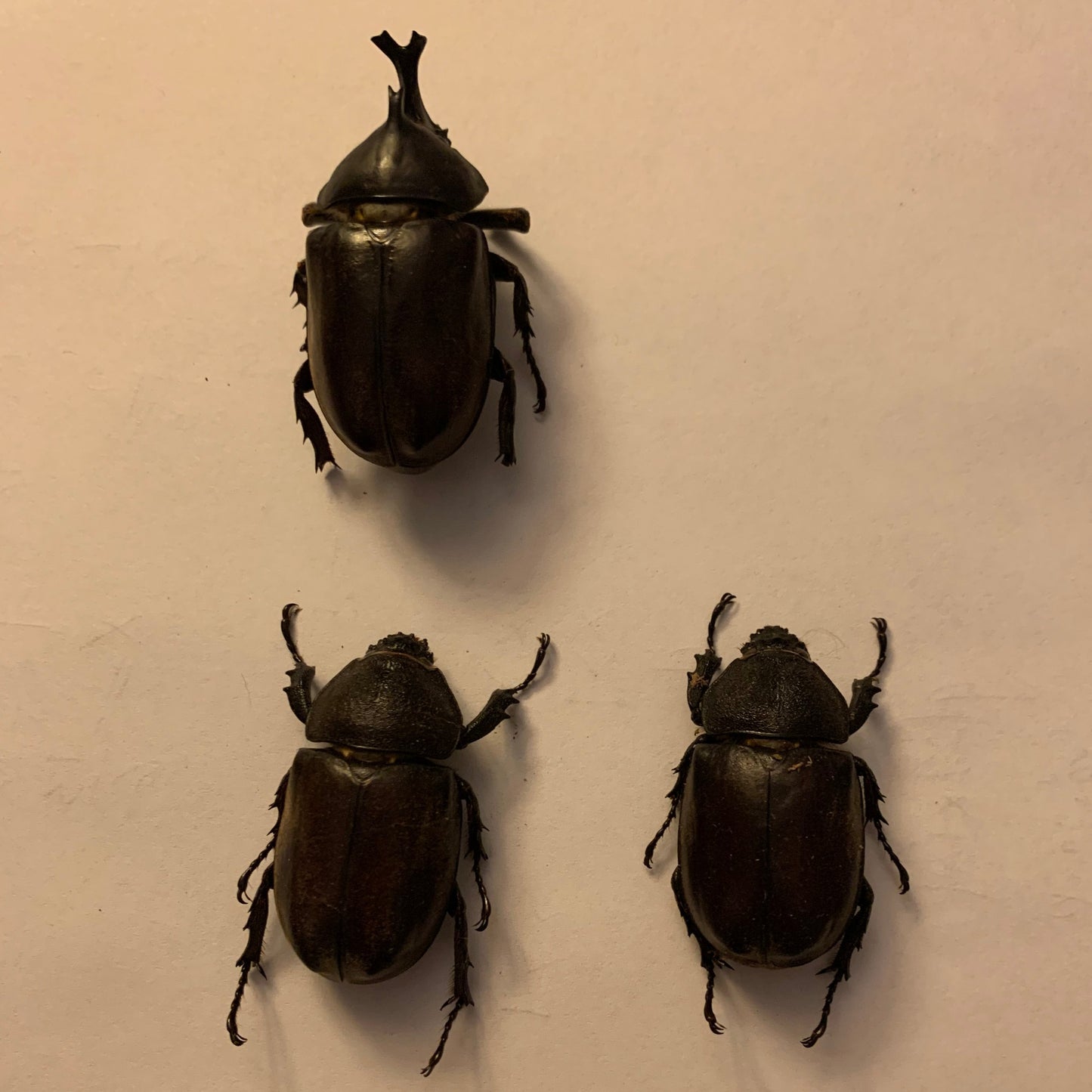 Allomyrina dichotoma tsunobosonus - Specimens
