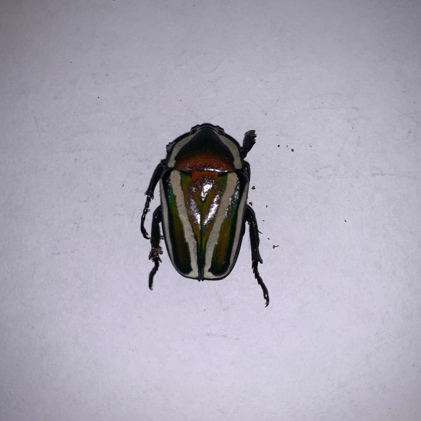 Dicronorhina derbyana - Specimens