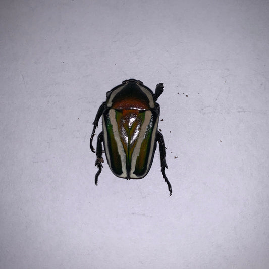Dicronorhina derbyana - Specimens