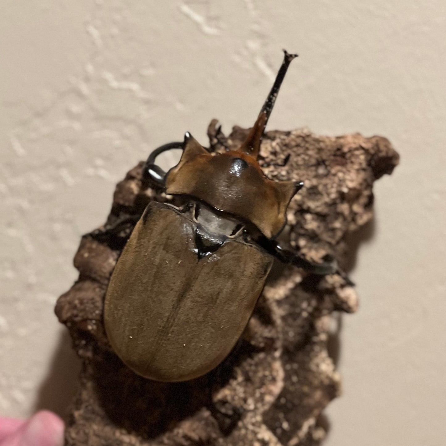 Megasoma elephus - Adults