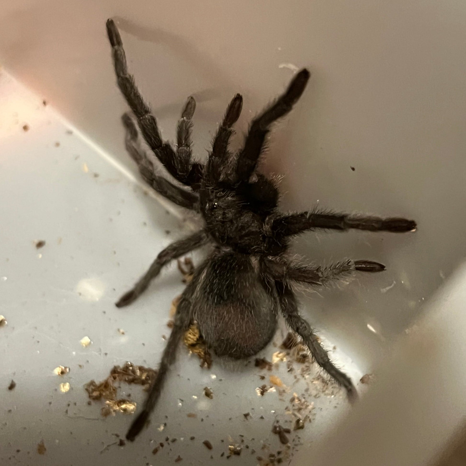 Brazilian black tarantula