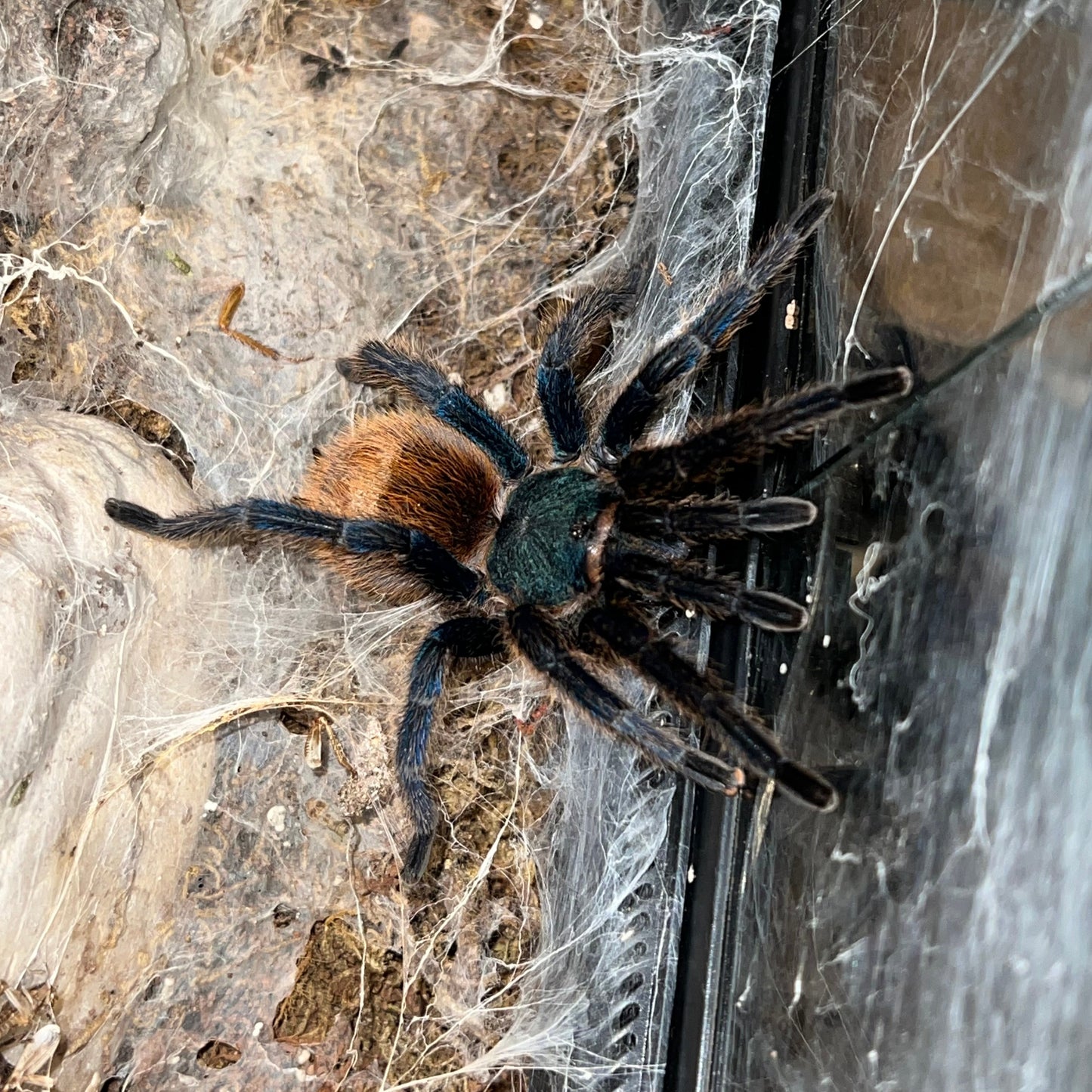Green bottle blue tarantula