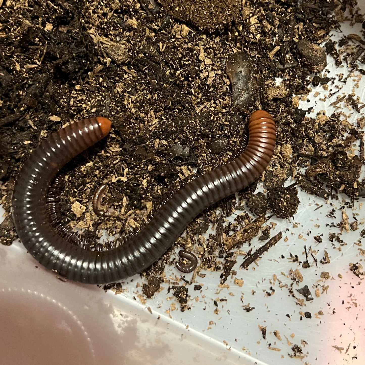 Fire head millipede