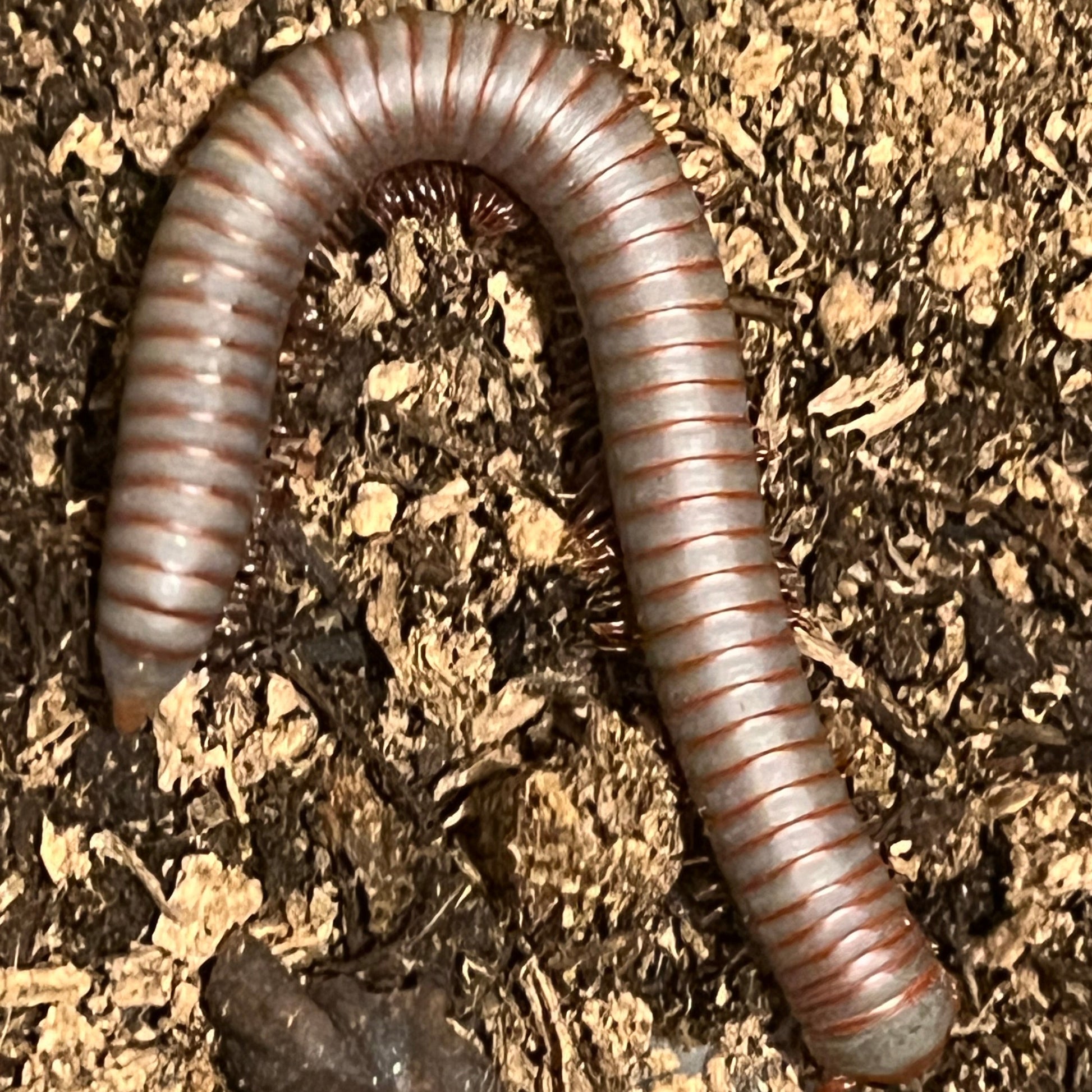 Thai Rainbow Millipede