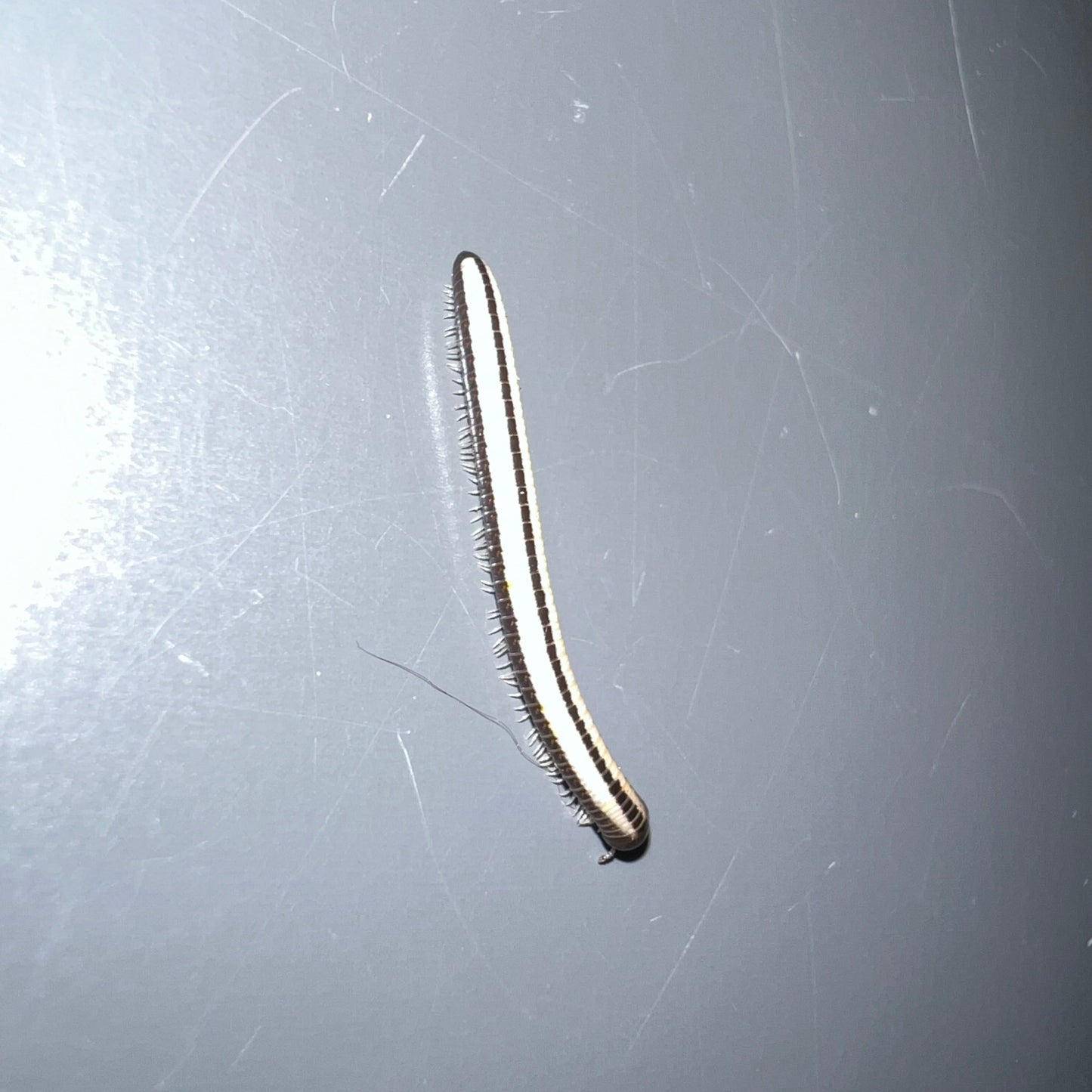 Maui skunk striped centipede