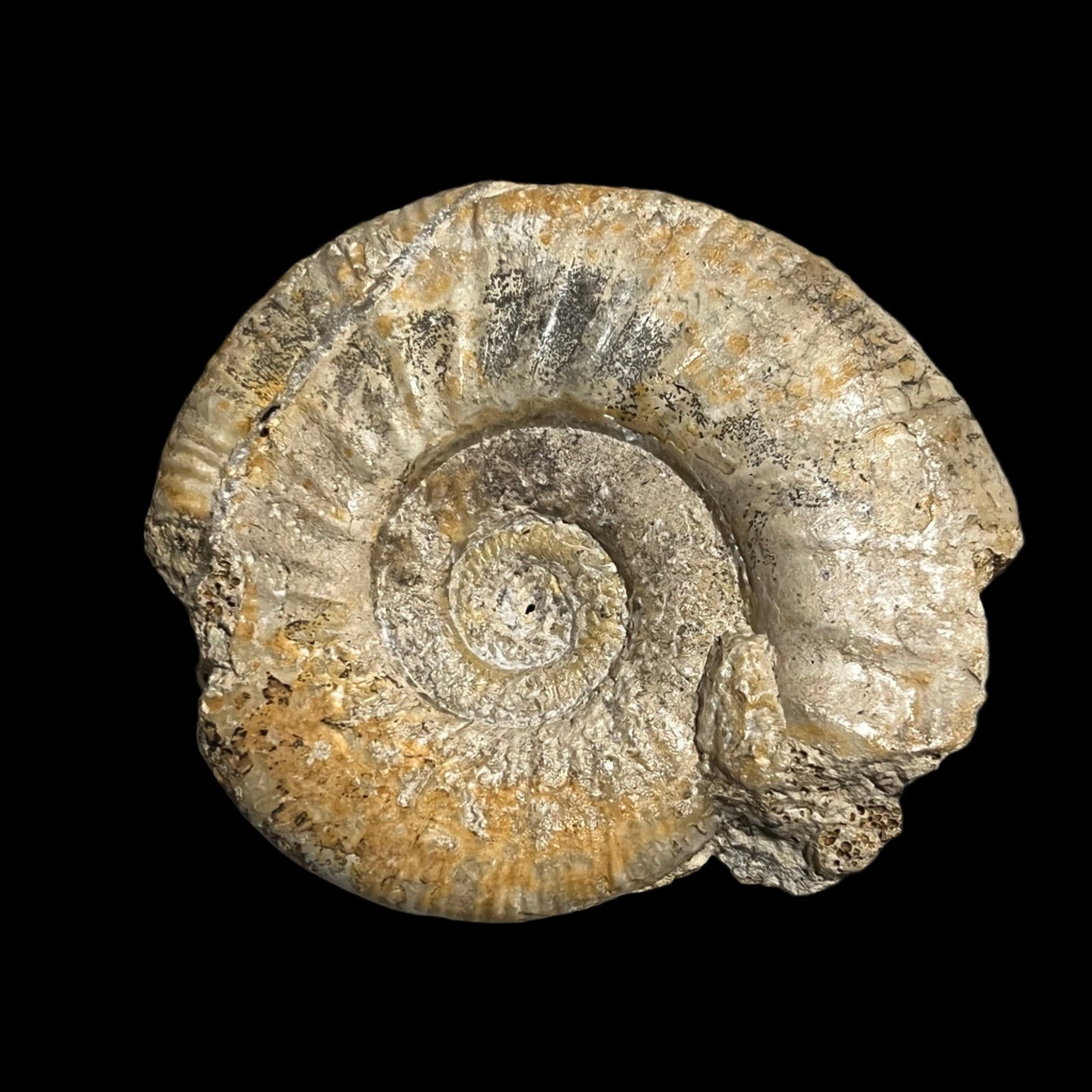 Procerites sp. (large) B