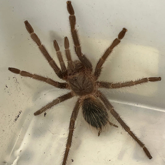 Pink Salmon Tarantula