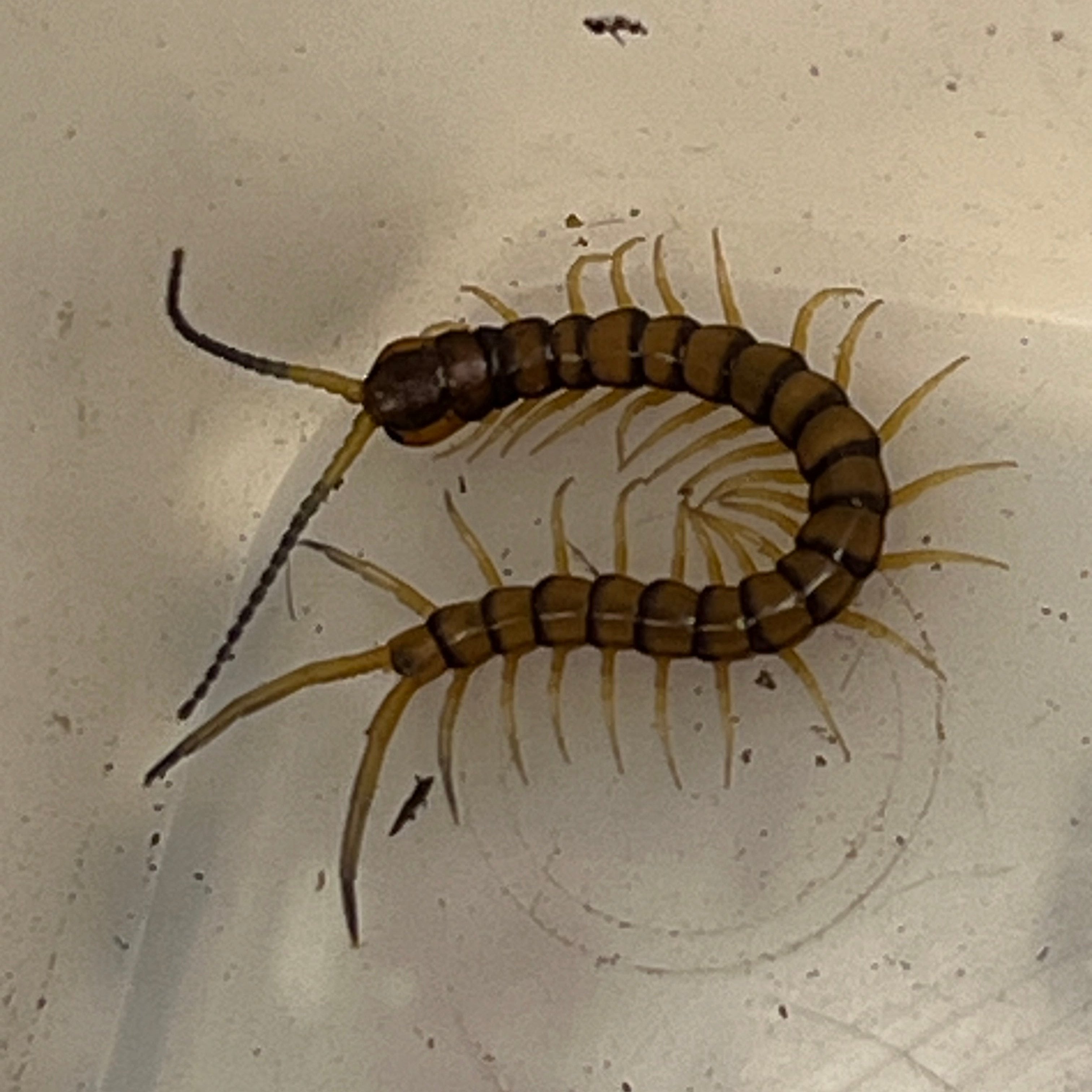 centano klapprad Scolopendra alternans (Hispaniolan Giant Centipede) – Gallegos Zoological