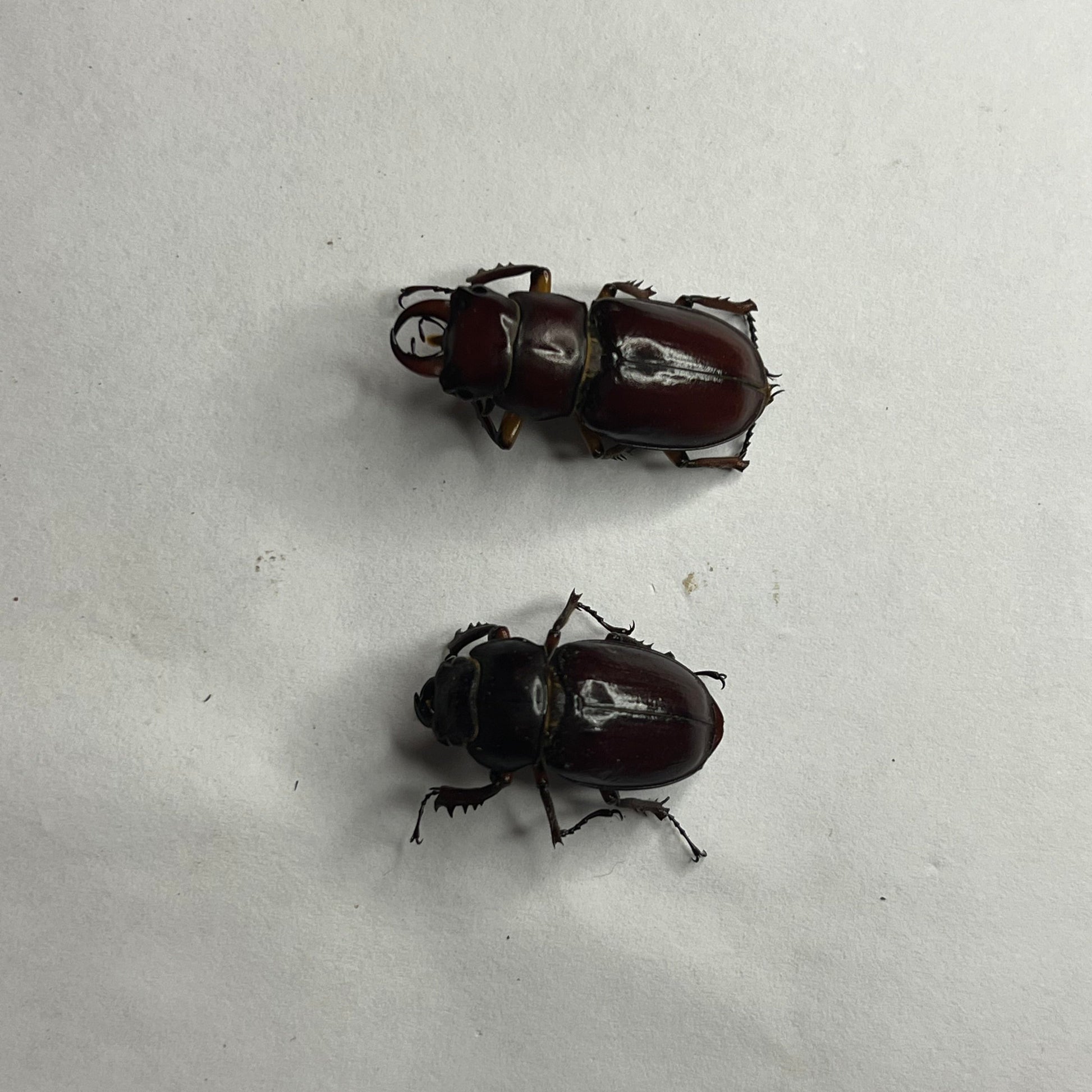 Lucanus capreolus specimens
