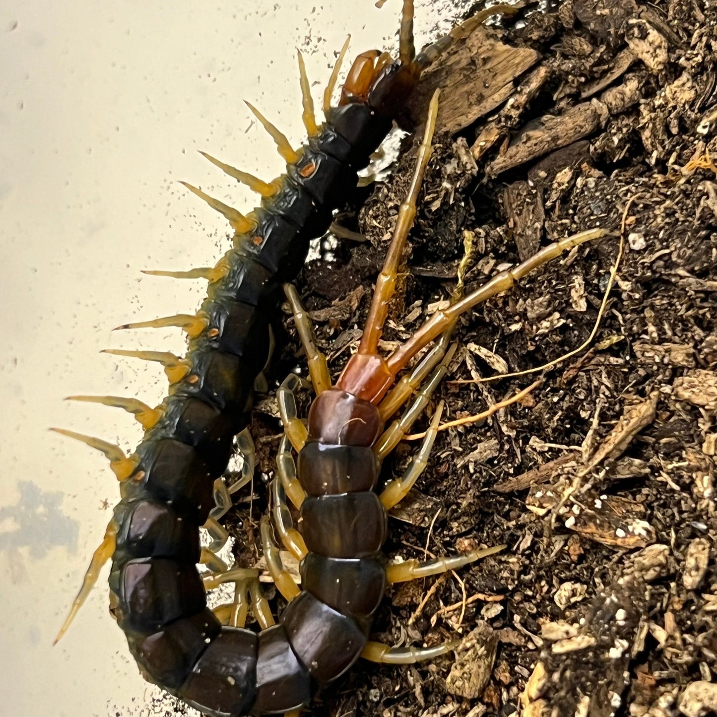 Rhysida longipes