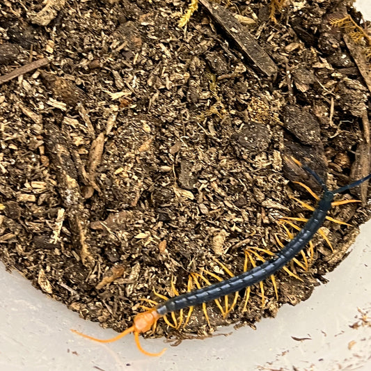 Scolopendra heros baby