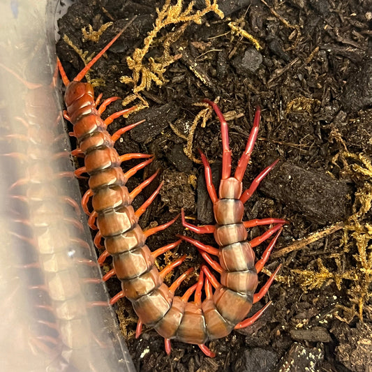 Malaysian Cherry Red Centipede