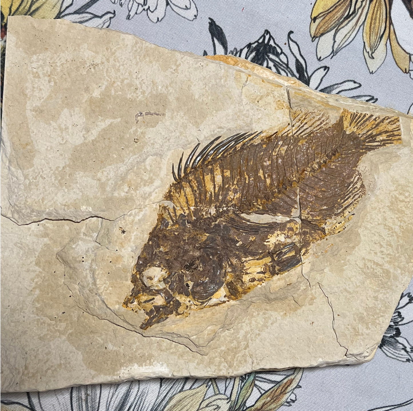 Priscacara serrata plate #002