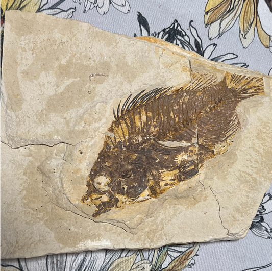 Priscacara serrata plate #002