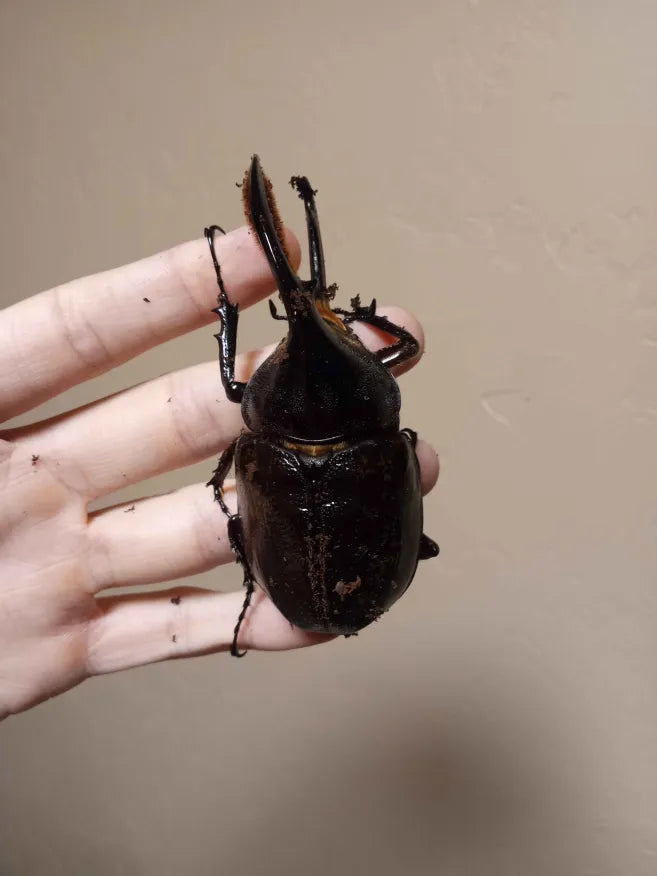 Dynastes hercules hercules - Adultos