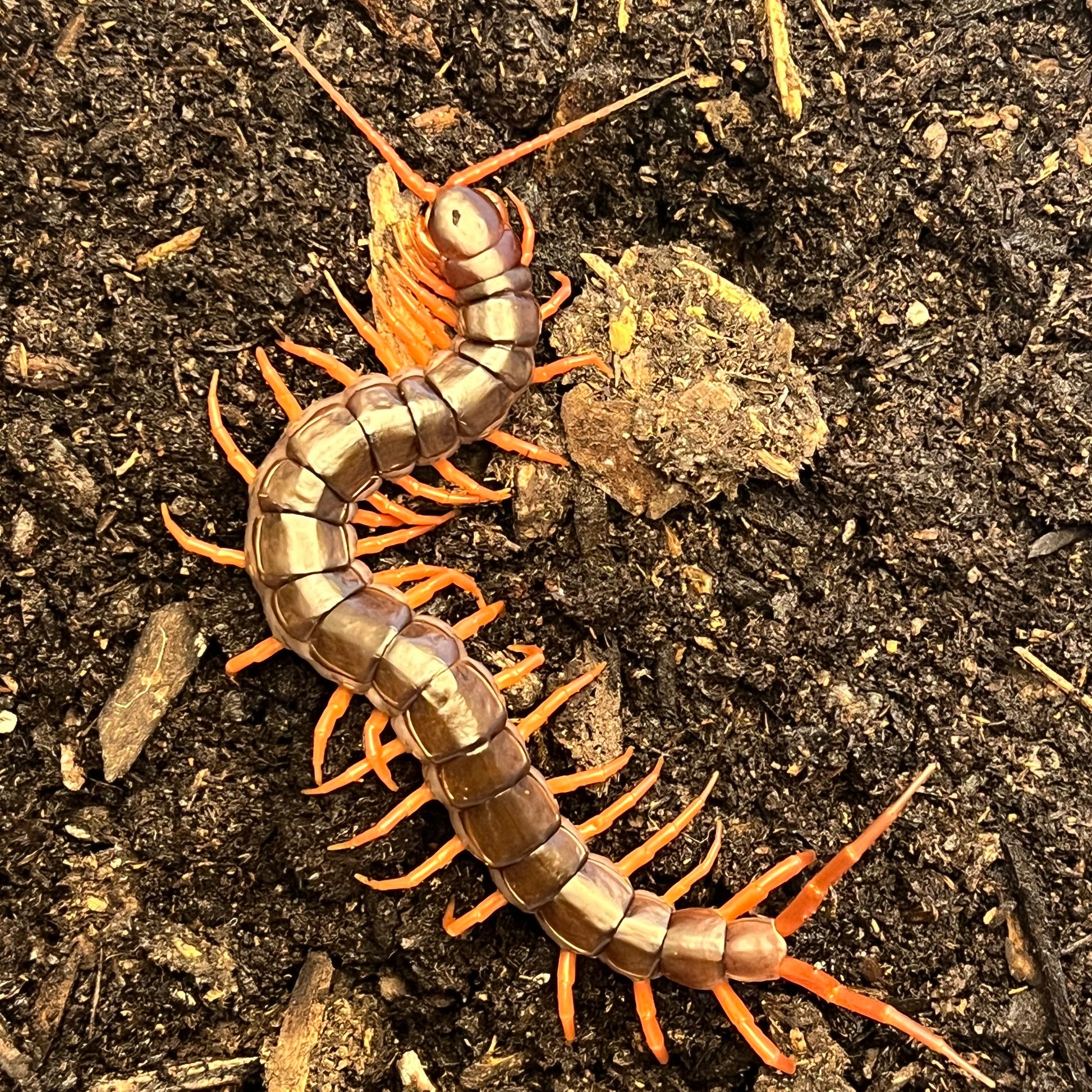 Orange leg Vietnamese Centipede